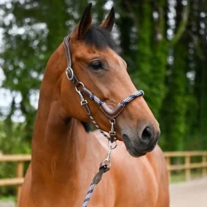 Licol Jump'in "Travel"