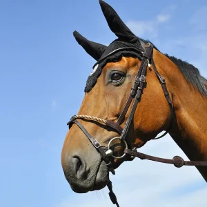 BRIDON EVOLUTION CORDE | IHWT