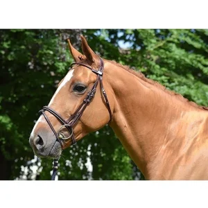 Bridon Jump'In "Monday"