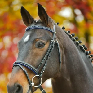 BRIDON STAR DIAMOND | WALDHAUSEN