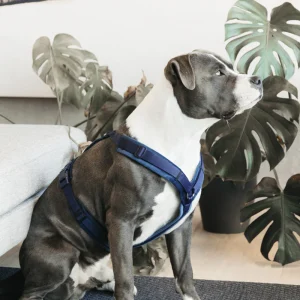 Harnais pour chien actif Kentucky