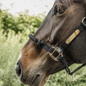 LICOL DE CONTRÔLE HALTER | KENTUCKY