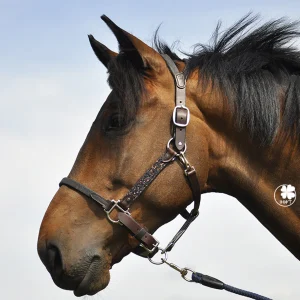 LICOL ELÉGANCE DISCO | IHWT