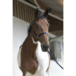 Licol + Longe Riding World "club"