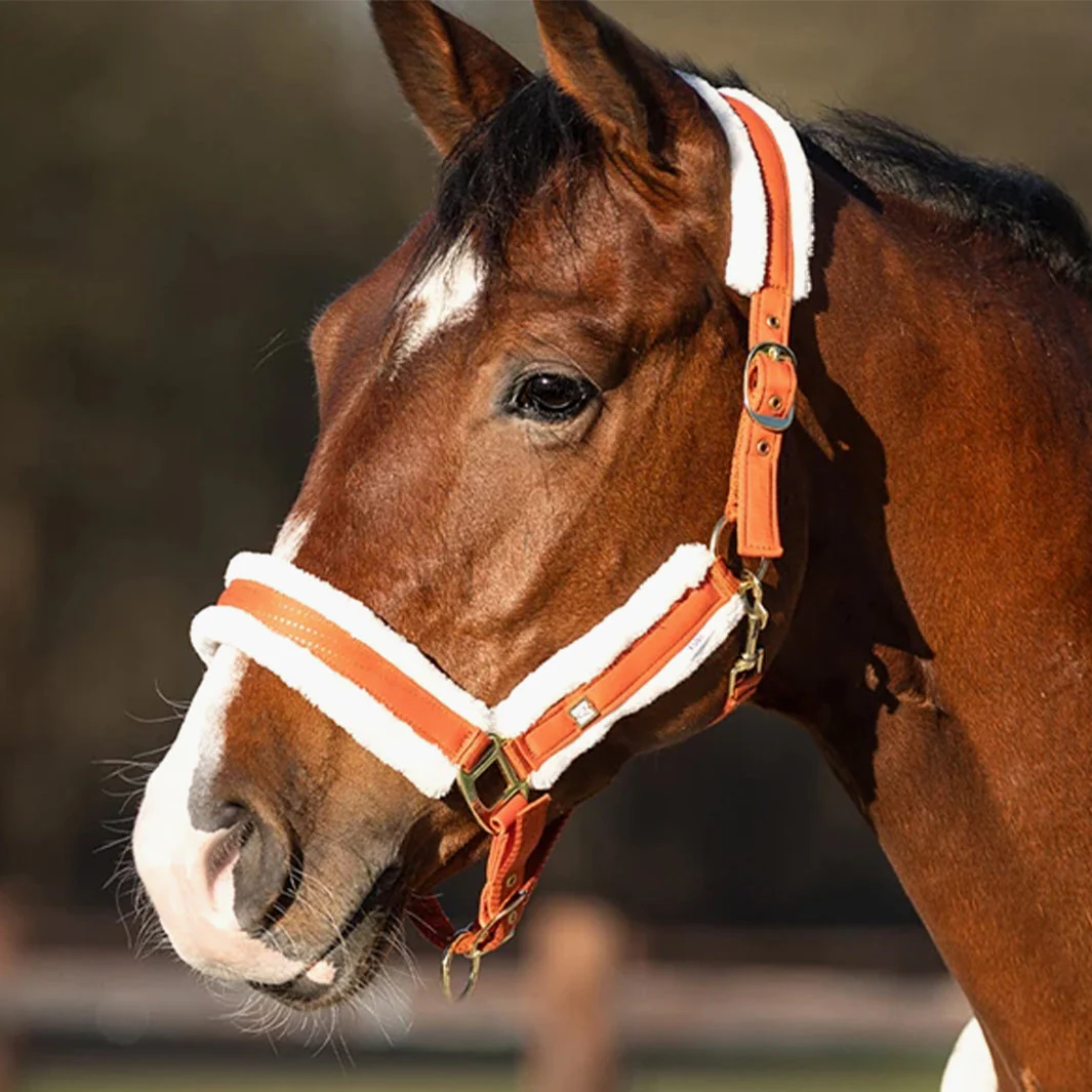 LICOL MENTON | QHP – Image 3