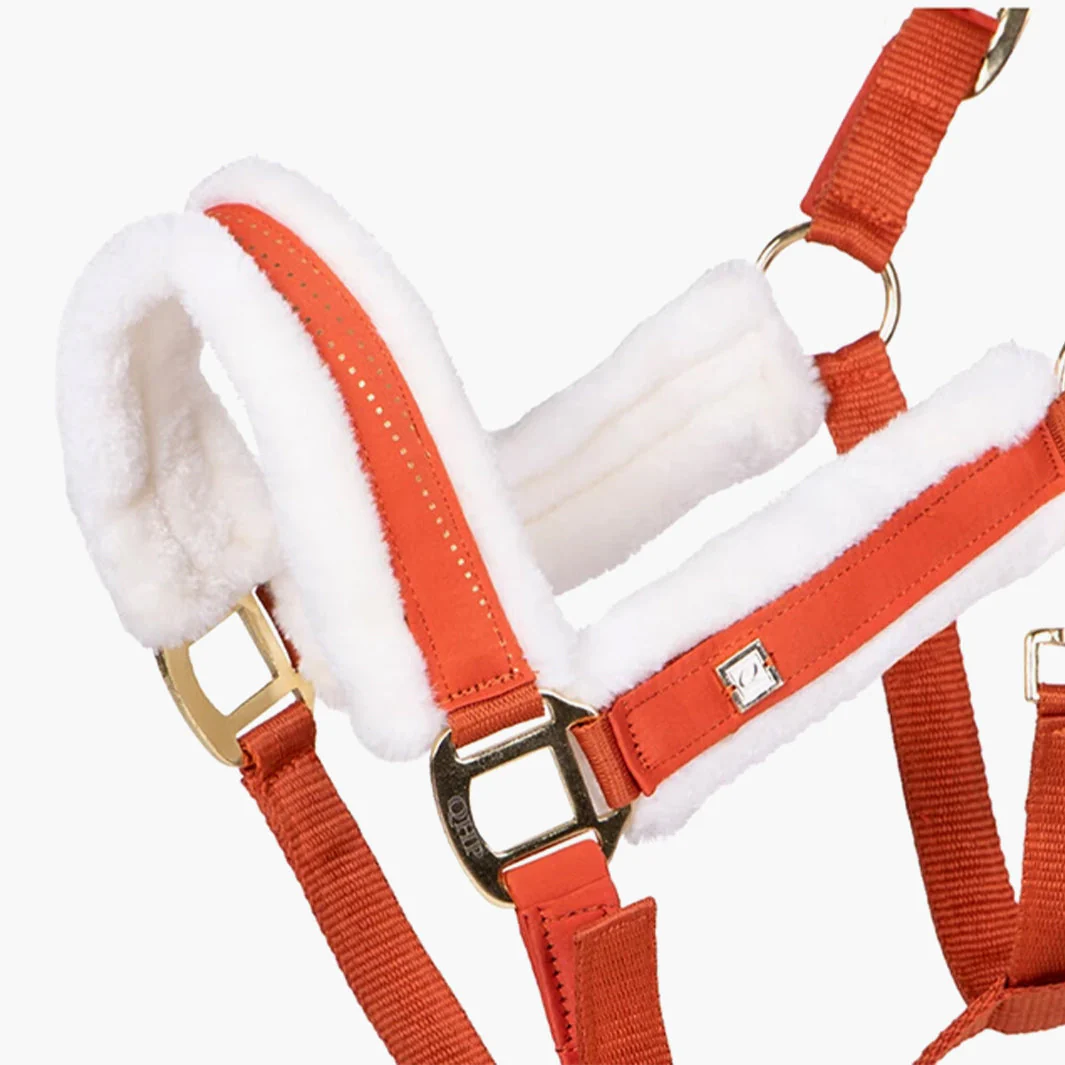 LICOL MENTON | QHP – Image 2