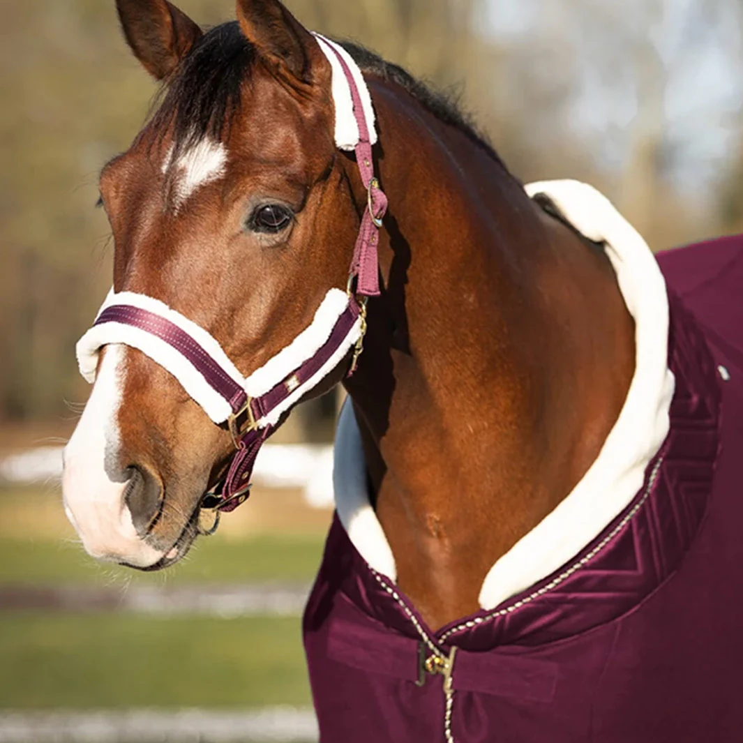 LICOL MENTON | QHP – Image 6