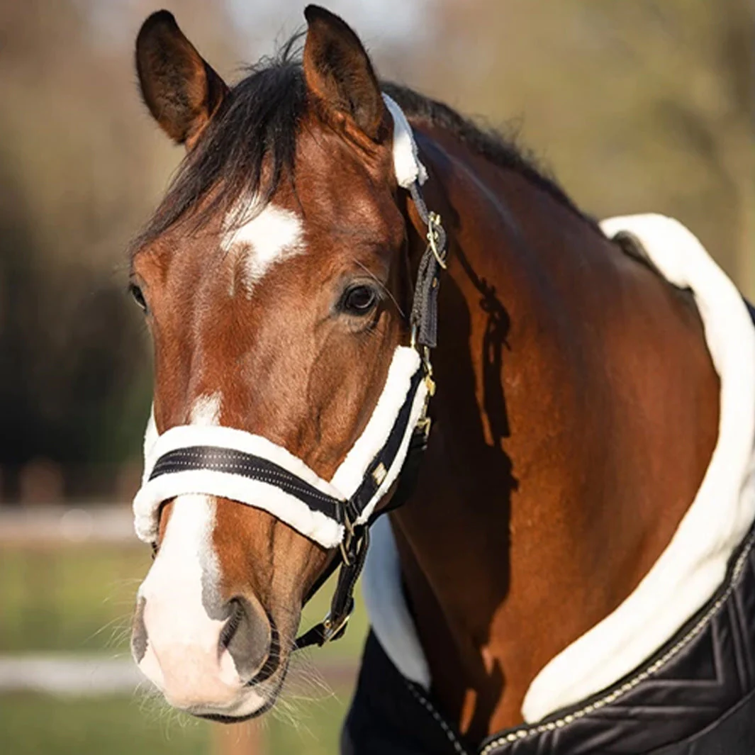 LICOL MENTON | QHP – Image 9