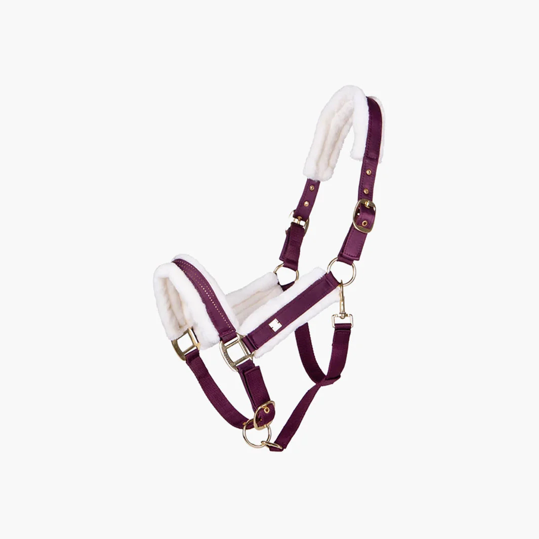 LICOL MENTON | QHP – Image 4