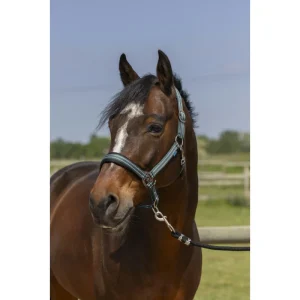 Licol Equithème "4lines"