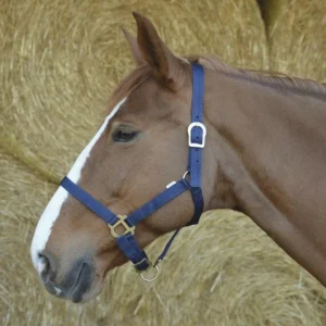 LICOL | RIDING WORLD